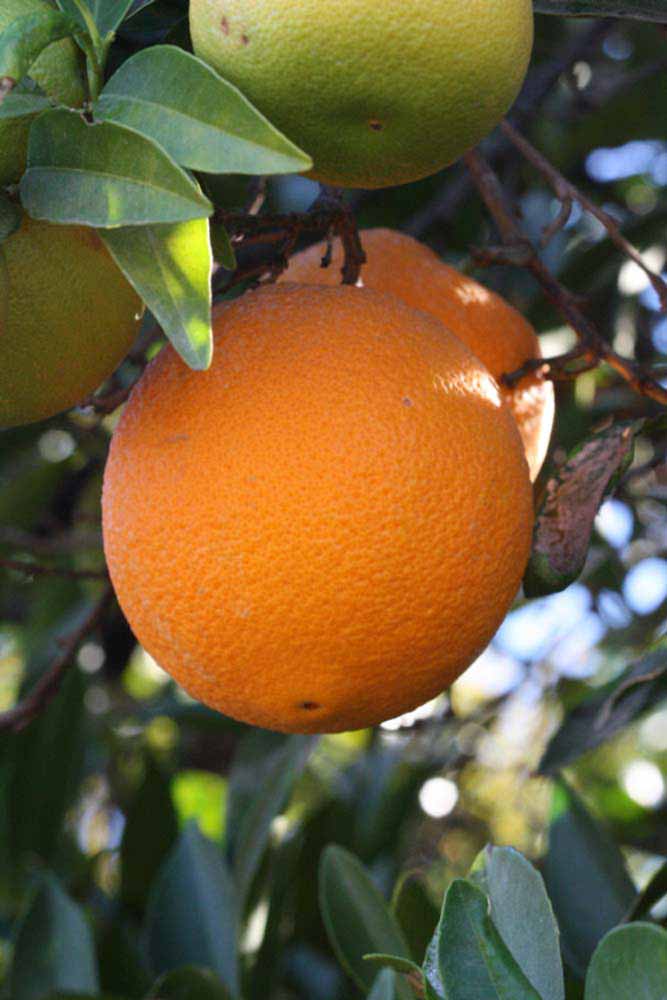            Fruit (Riverside, CA)   